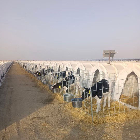 Cuartos para terneros de leche de polietileno adecuados para terneros de todas las edades y tamaños 220*145*145cm