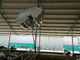 2200W cubren con cinc las fans revestidas del granero del ganado para la refrigeración por aire