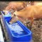 Canal azul del agua del animal de la longitud los 4m del tanque de agua del ganado del color LLDPE