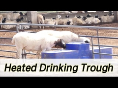 Agua de vacas de gran capacidad con capacidad de 260L y altura de bebida de 190mm