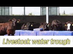 Agua de vacas de capacidad de 260L para el agua de vacas fácil a 350 mm de altura de bebida
